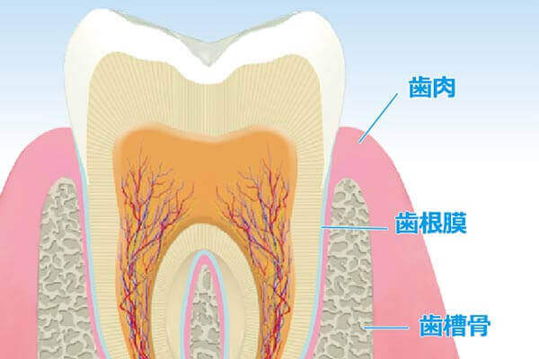 歯周病